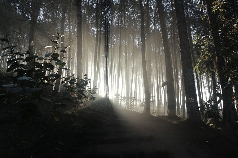 free stock photo sunrise in woods