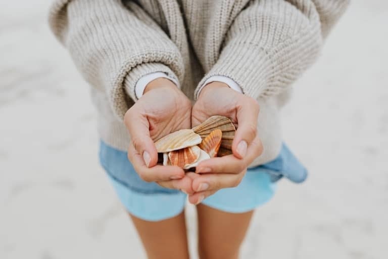 free stock photos holding seashells