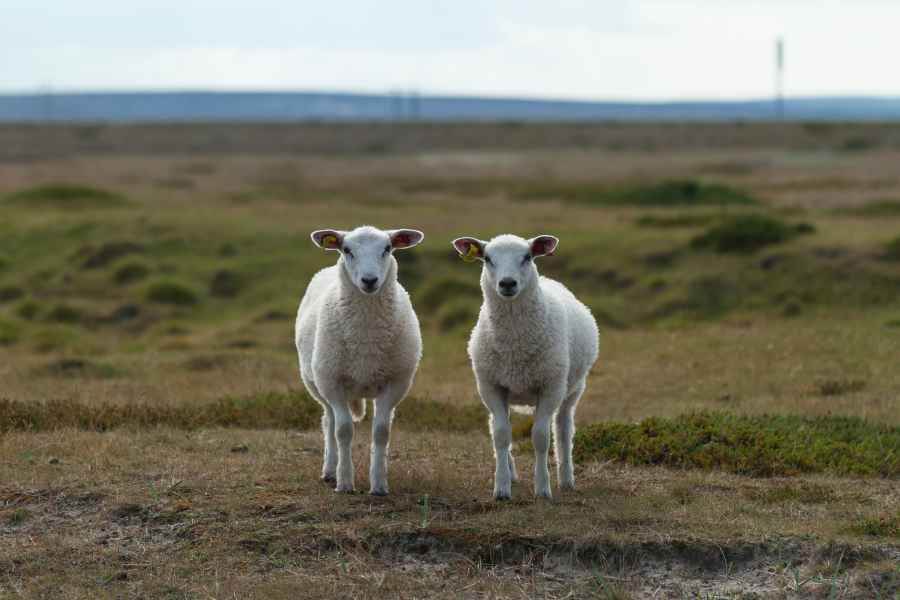 two sheep standing in a field